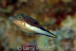 Roatan, D300, 105VR by Larry Polster 